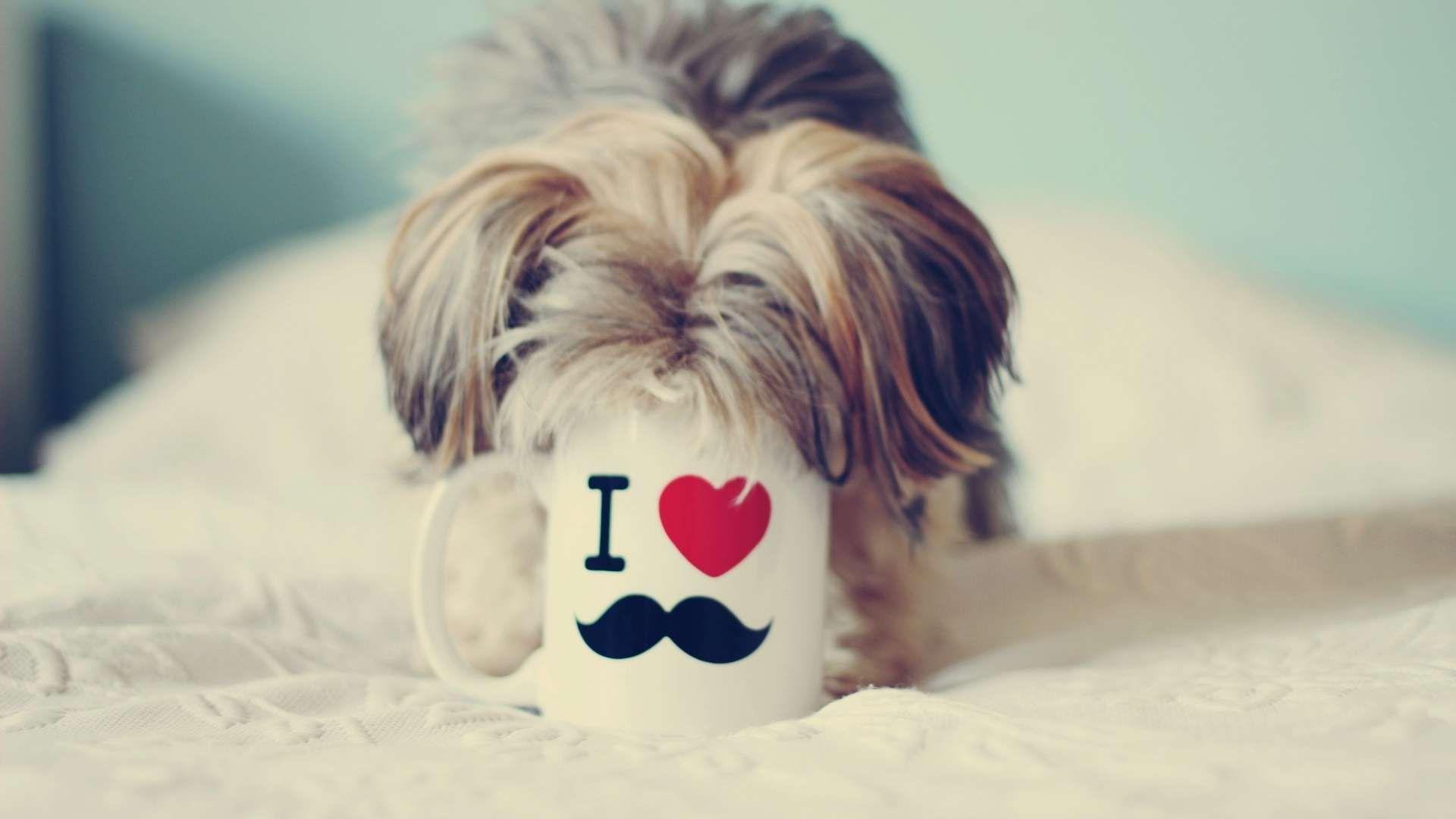 Yorkshire Terrier Love Mustache Wallpaper. HDWallWide.com
