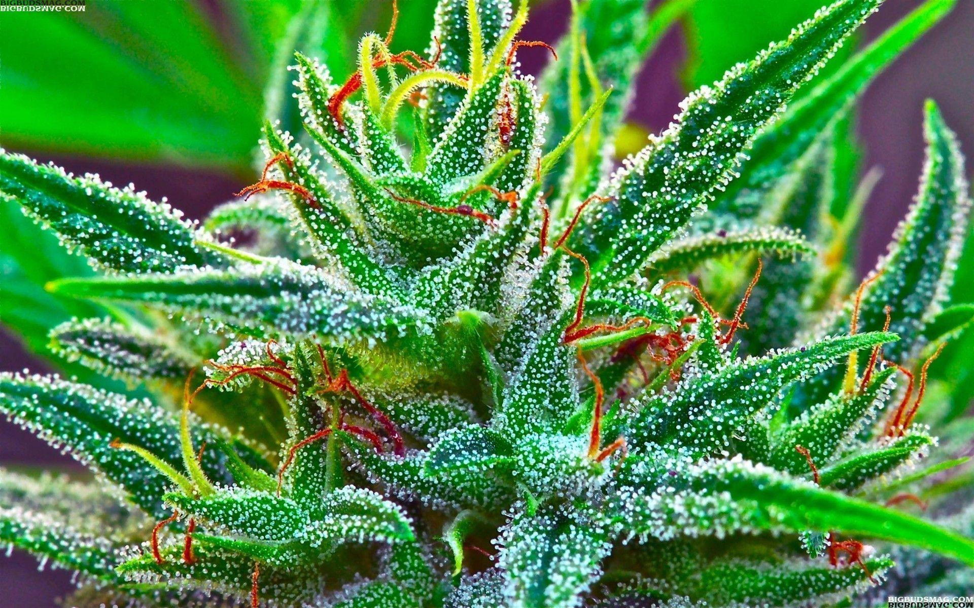 Weed iPhone Wallpaper