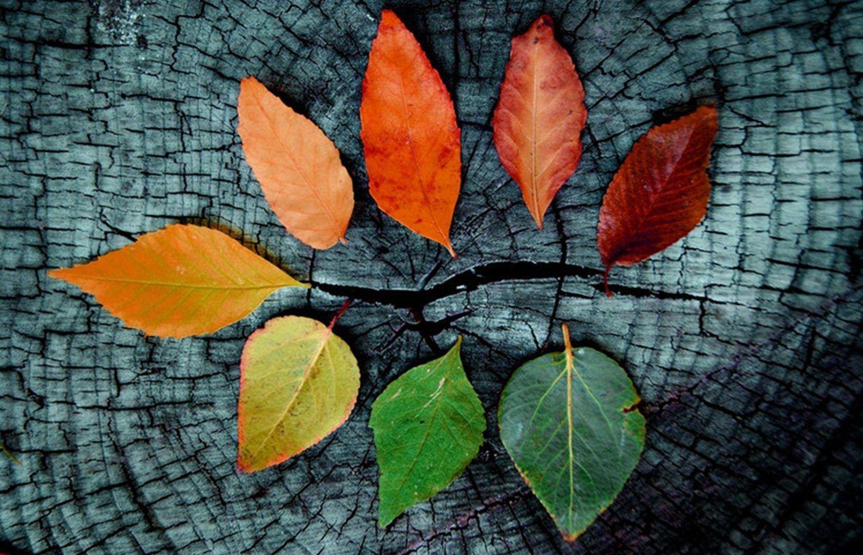 Other: Autumn Tumblr Leafs Nature Fall Phone Wallpaper for HD 16:9