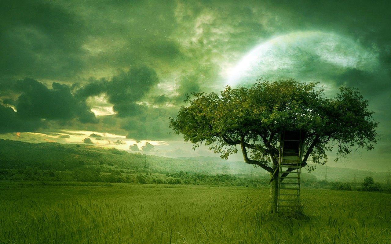 Grass House Tree Green Mobile Wallpaper Grass HD 16:9 High