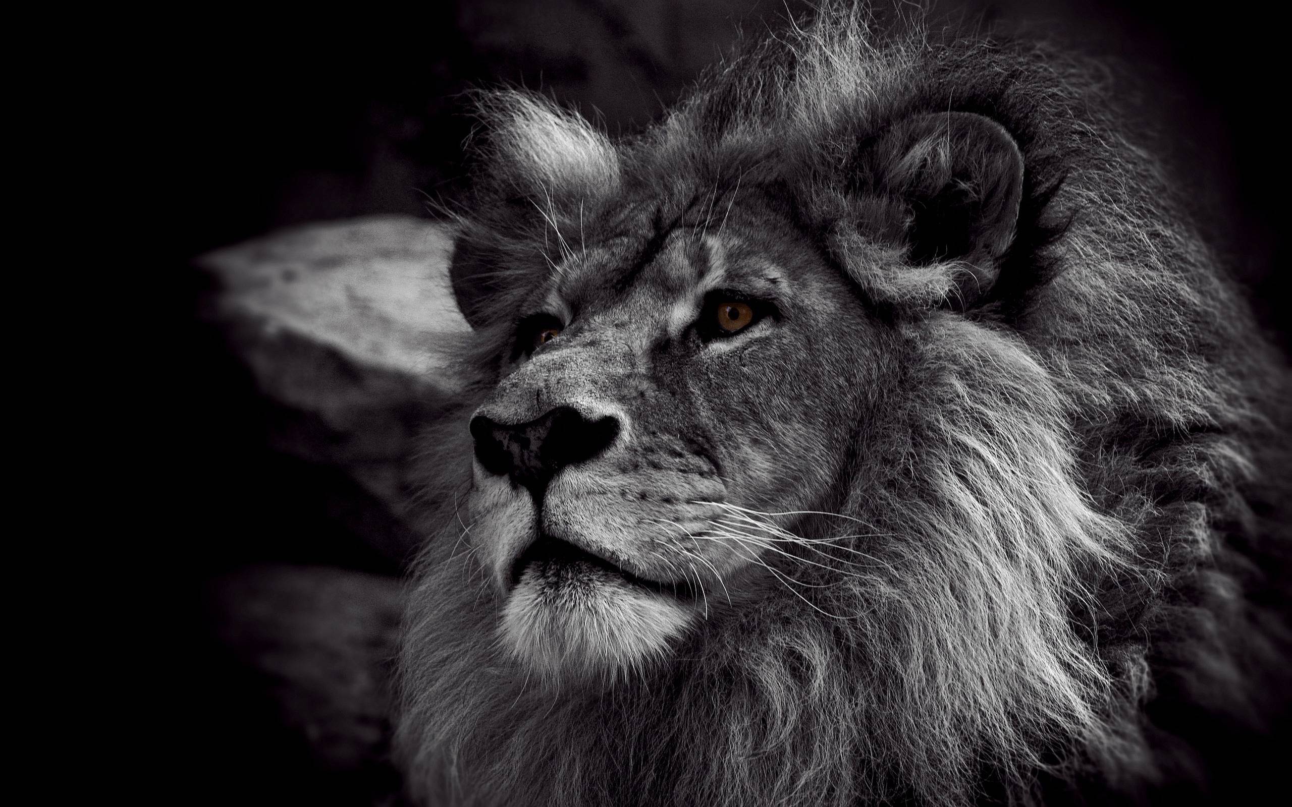 Lion Khalsa Hd Wallpapers Wallpaper Cave