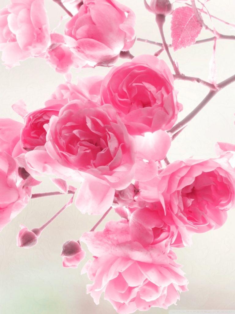 Pink Roses Flowers ❤ 4K HD Desktop Wallpaper for 4K Ultra HD TV