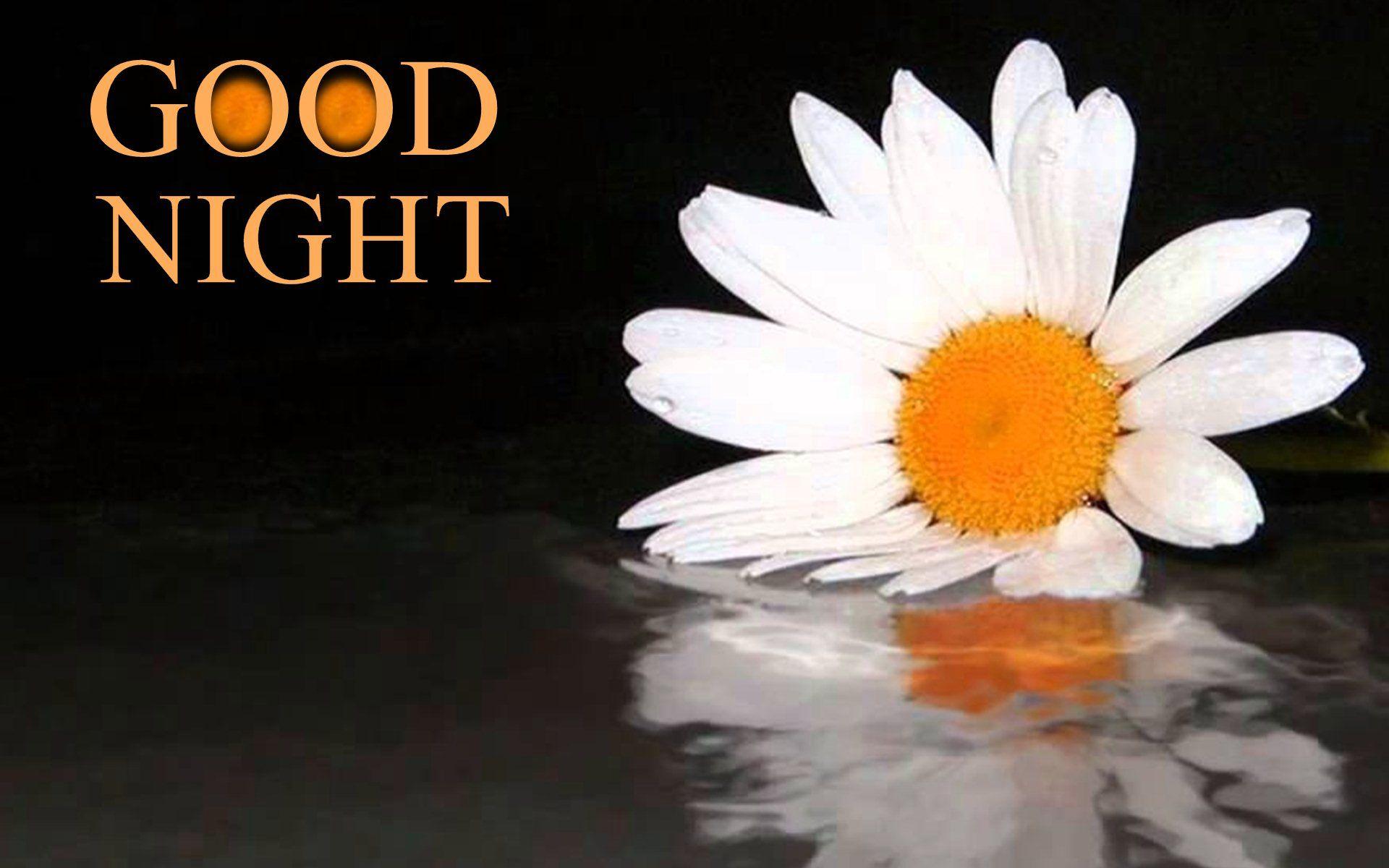 Good Night White Big Flower HD Wallpaper