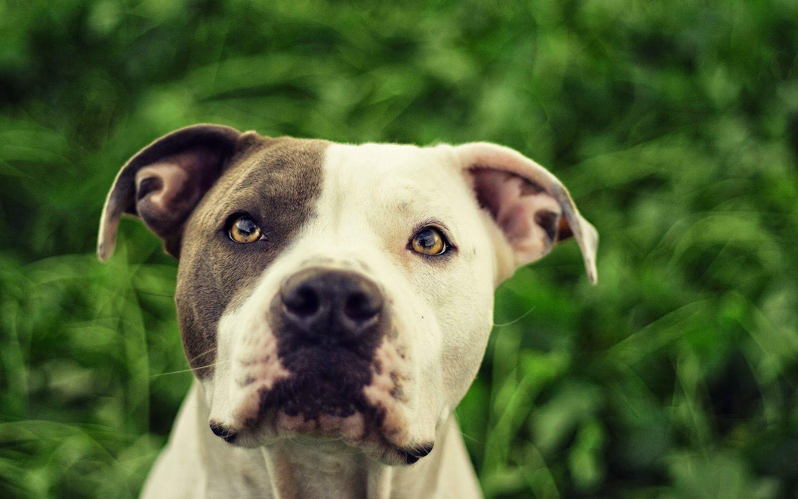 Pitbull Dogs Wallpapers - Wallpaper Cave