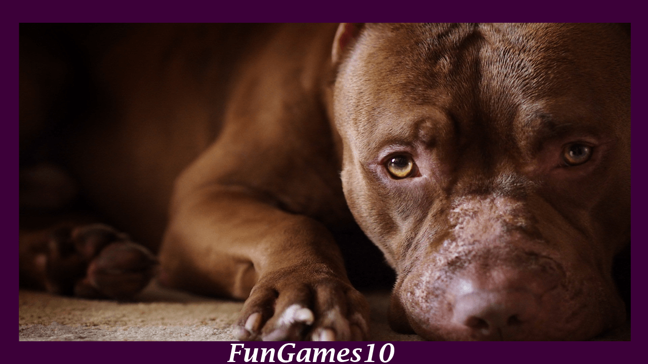 Pitbull Dog Wallpaper download of Android version