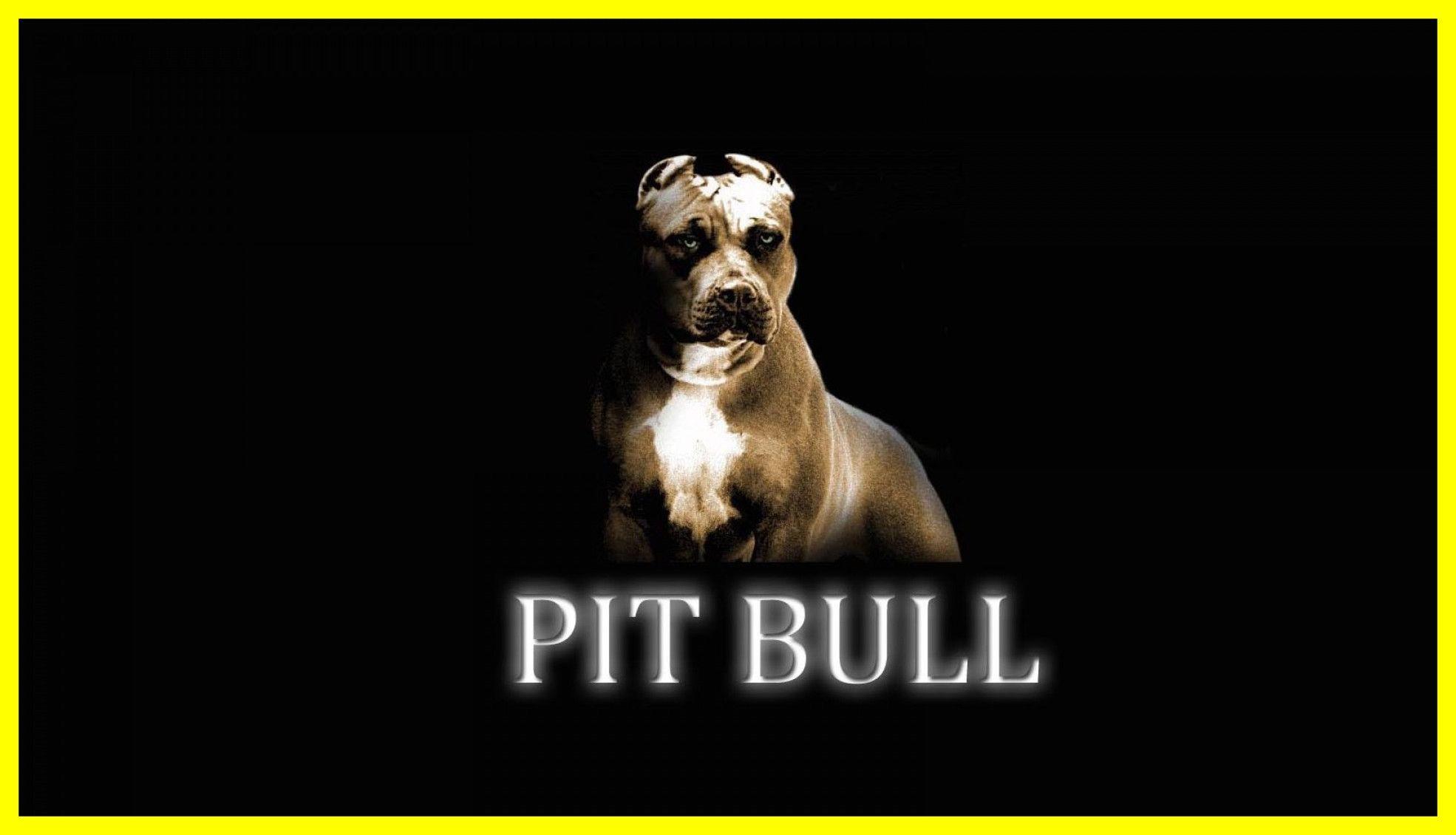 Fascinating Pit Bull Dog Wallpaper Image For Cute Pitbull Quotes