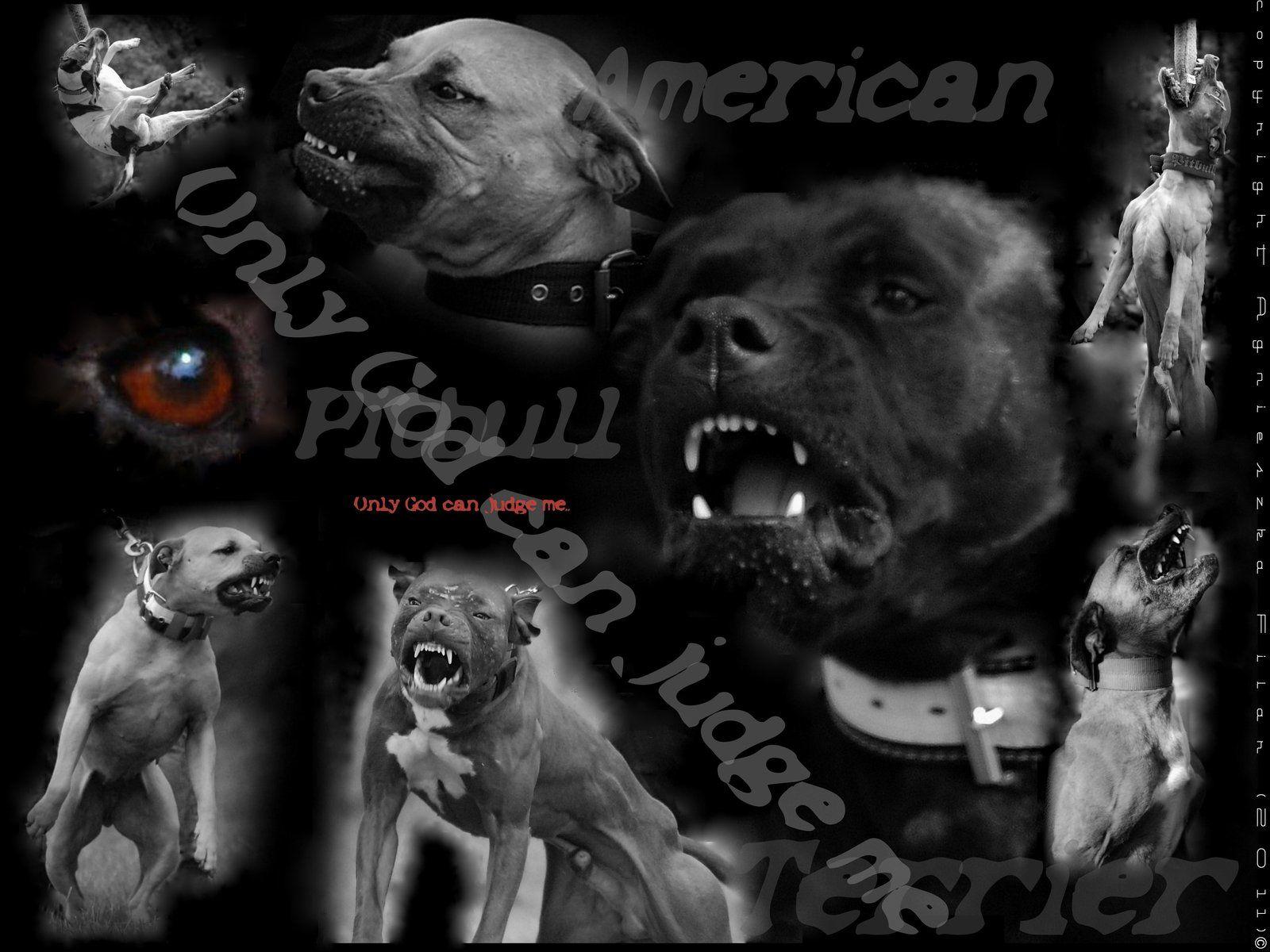 Hd Pitbull Dog Wallpaper