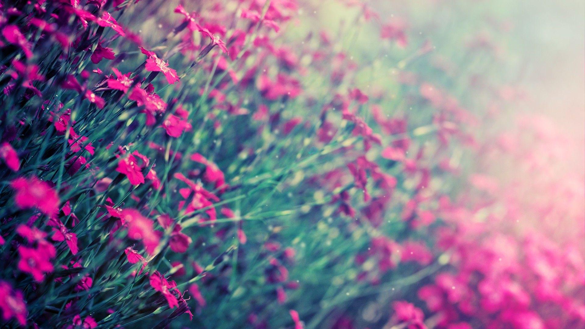 Pink Wallpaper HD 1920×1080 Pink Wallpaper HD 58 Wallpaper
