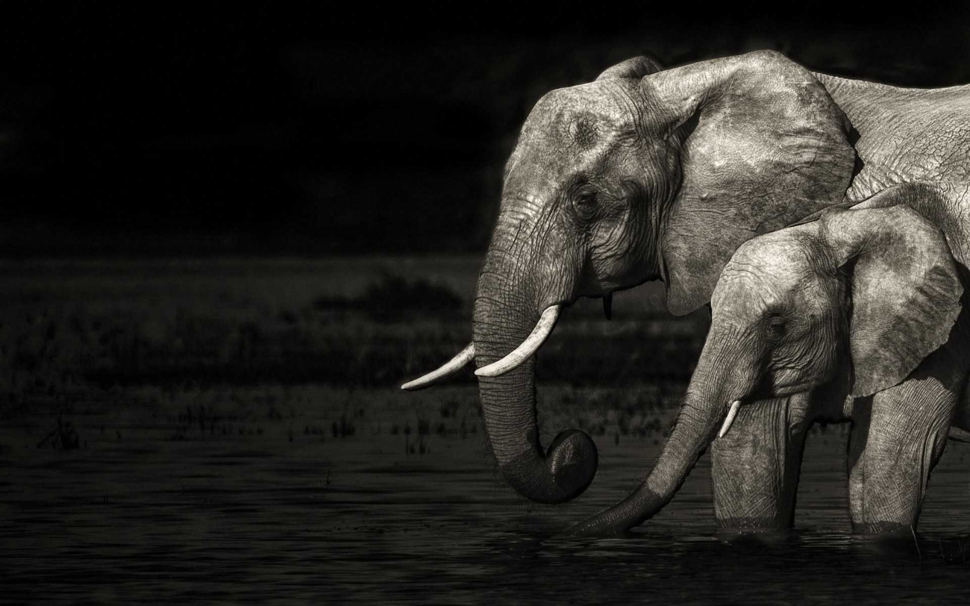 Elephant Art Full HD Long Wallpaper Tumblr Of Mobile For Desktop