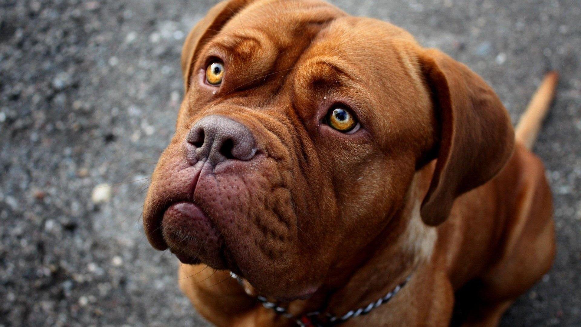 American Pitbull Terrier *** HD desktop wallpaper, Widescreen