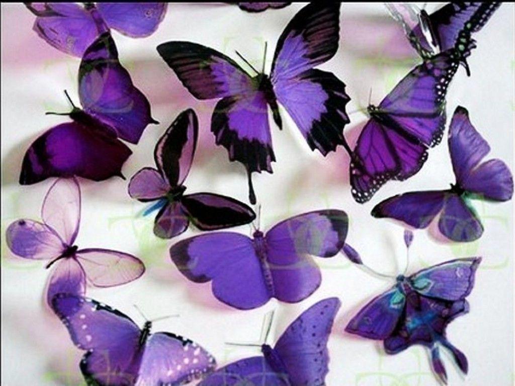 Butterflies Pretty Purple Animals Butterfly Background For Computer