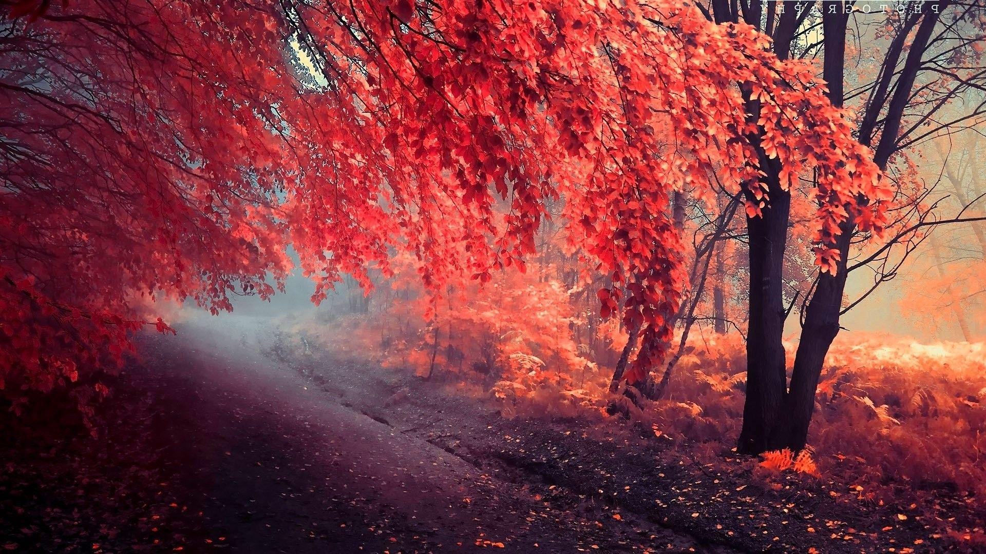 Trees: Fall Tree Nature Color Forest Autumn Landscape Season Nice