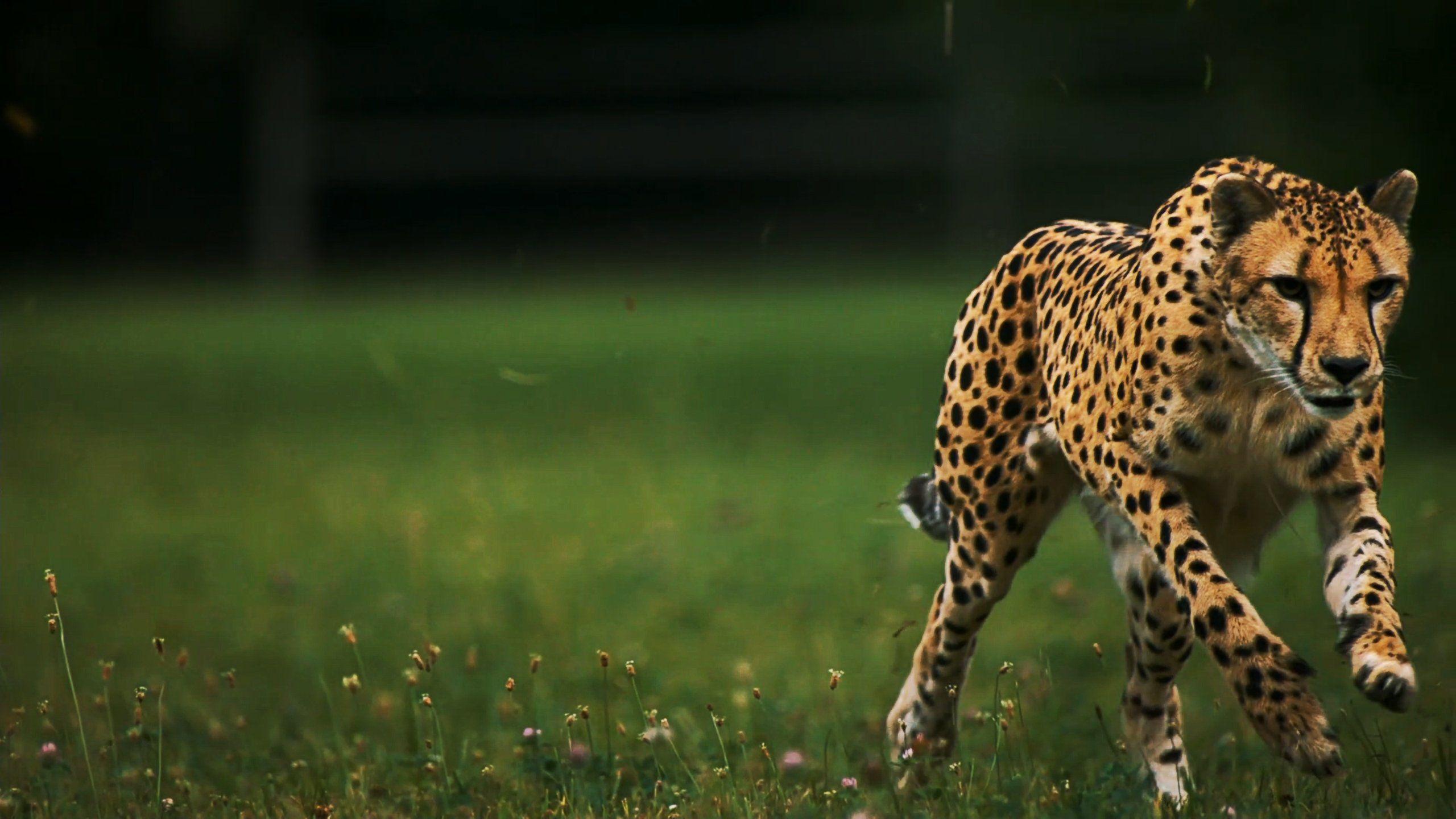 Cheetah Running HD
