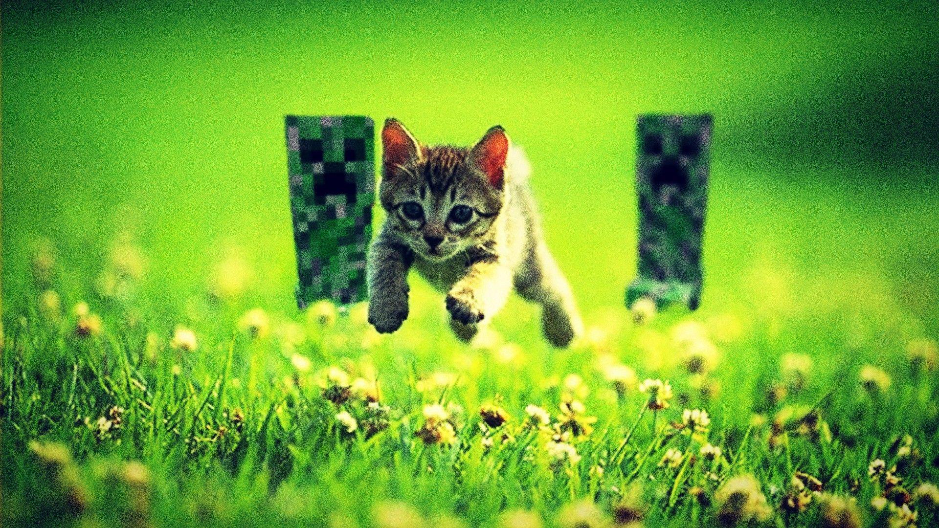 cats, funny, Minecraft, running, running away wallpaper