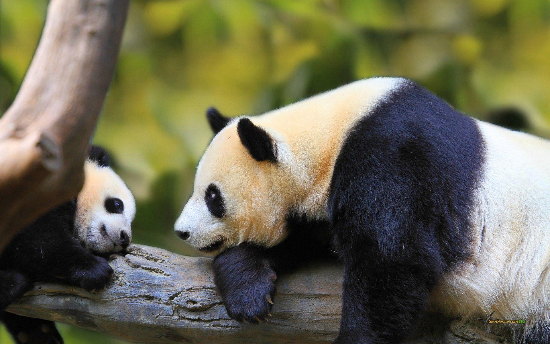 Free HD Cute Baby Panda Wallpaper Android Download