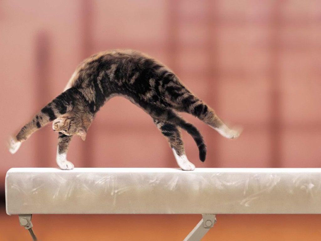 Cat: Funny Humor Olympic Games Gymnastics Cute Cat Wallpaper HD 16:9