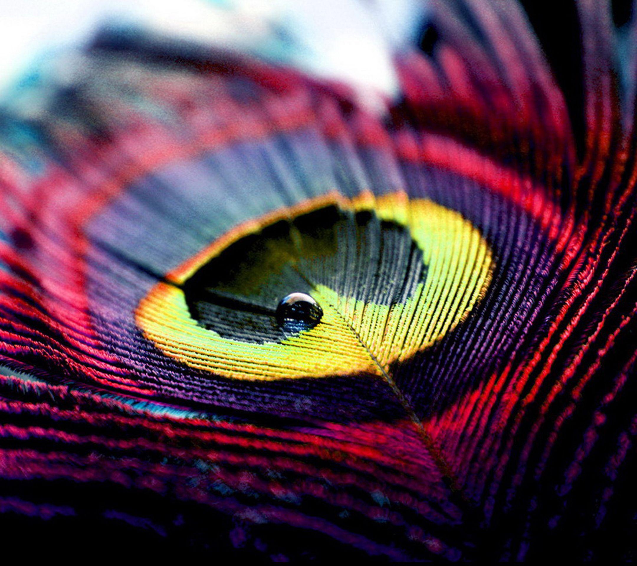 Colorful Peacock Feather Abstract Photography Wallpaper