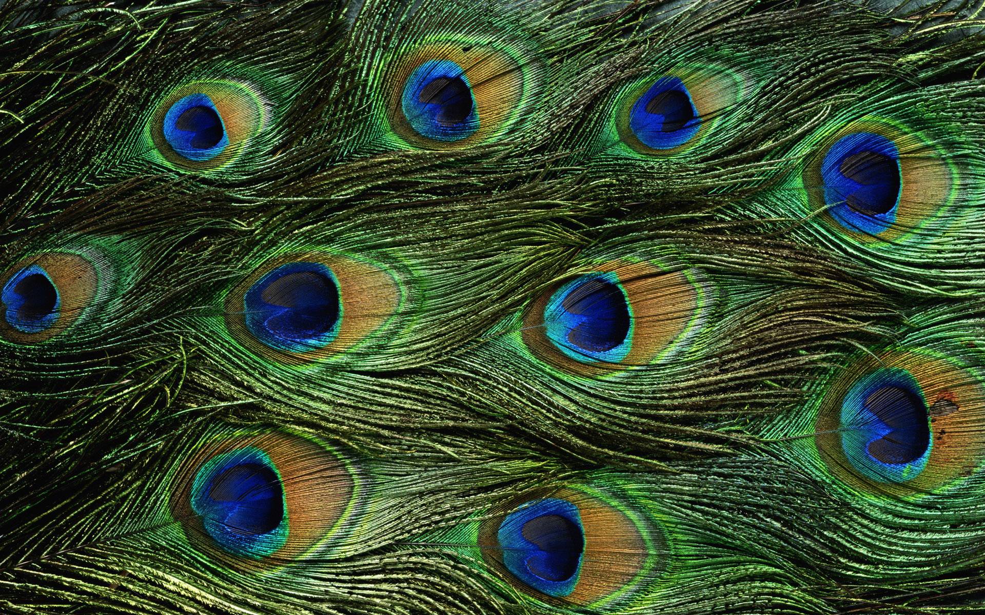 Wallpaper.wiki Peacock Feathers HD Wallpaper PIC WPE002036