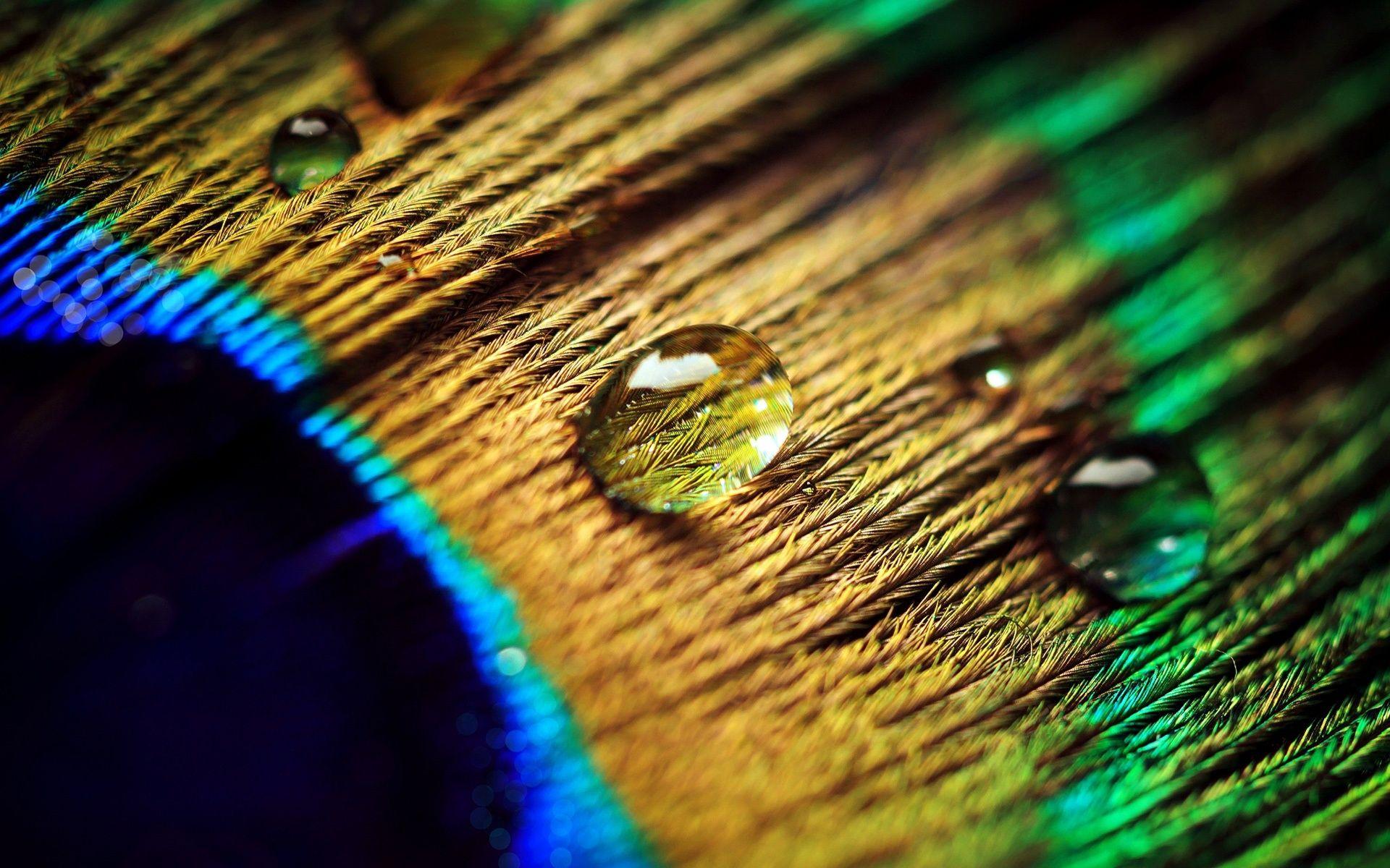 Peacock Feather Drops wallpaper
