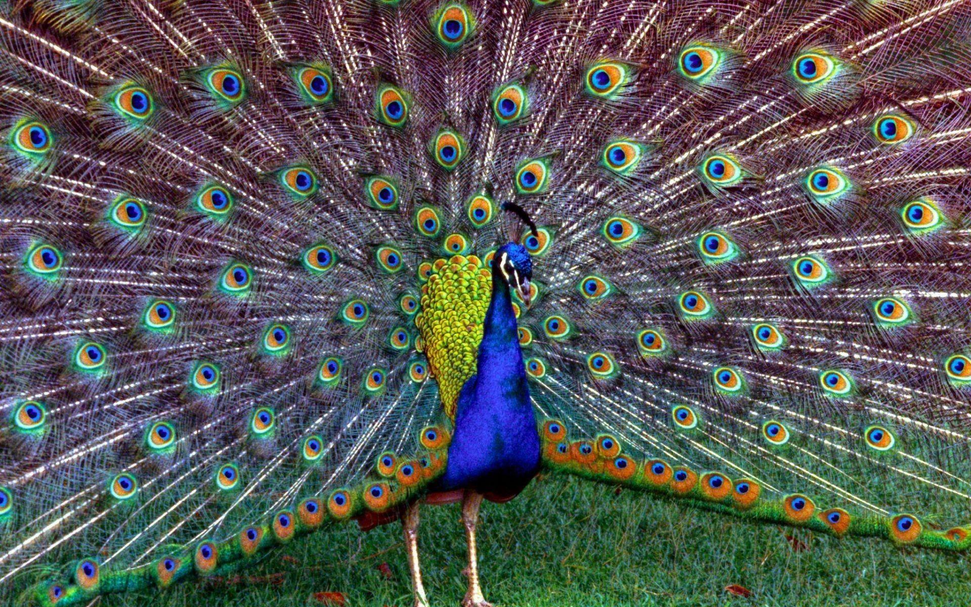 Wallpaper of Peacock Feathers HD