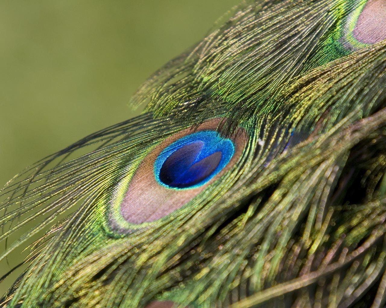 Peacock Feather Wallpaper HD Picture