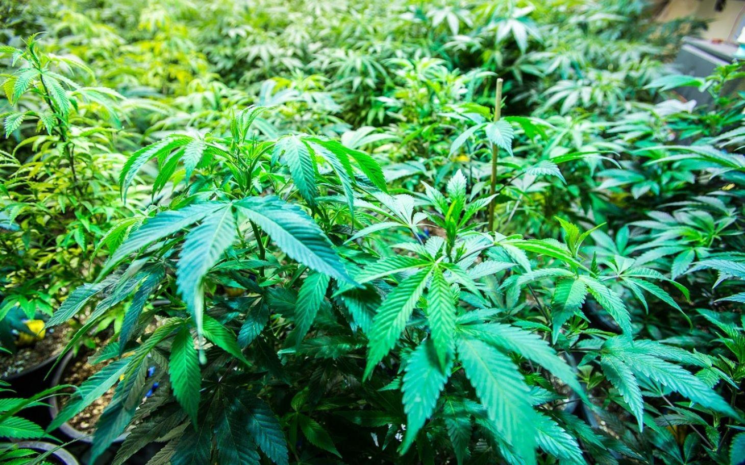 Tourist Pot Complaints Up at Colorado ERs. Al Jazeera America