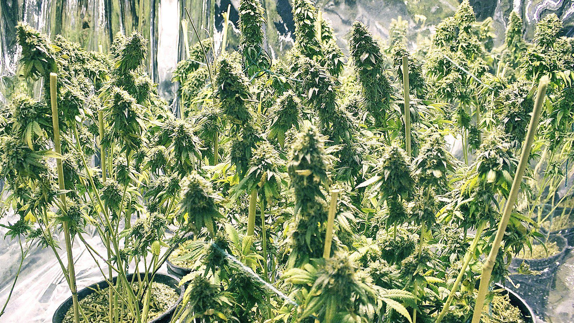 fresh, plant, beautiful, weed, hd wallpaper, drugs, marijuana