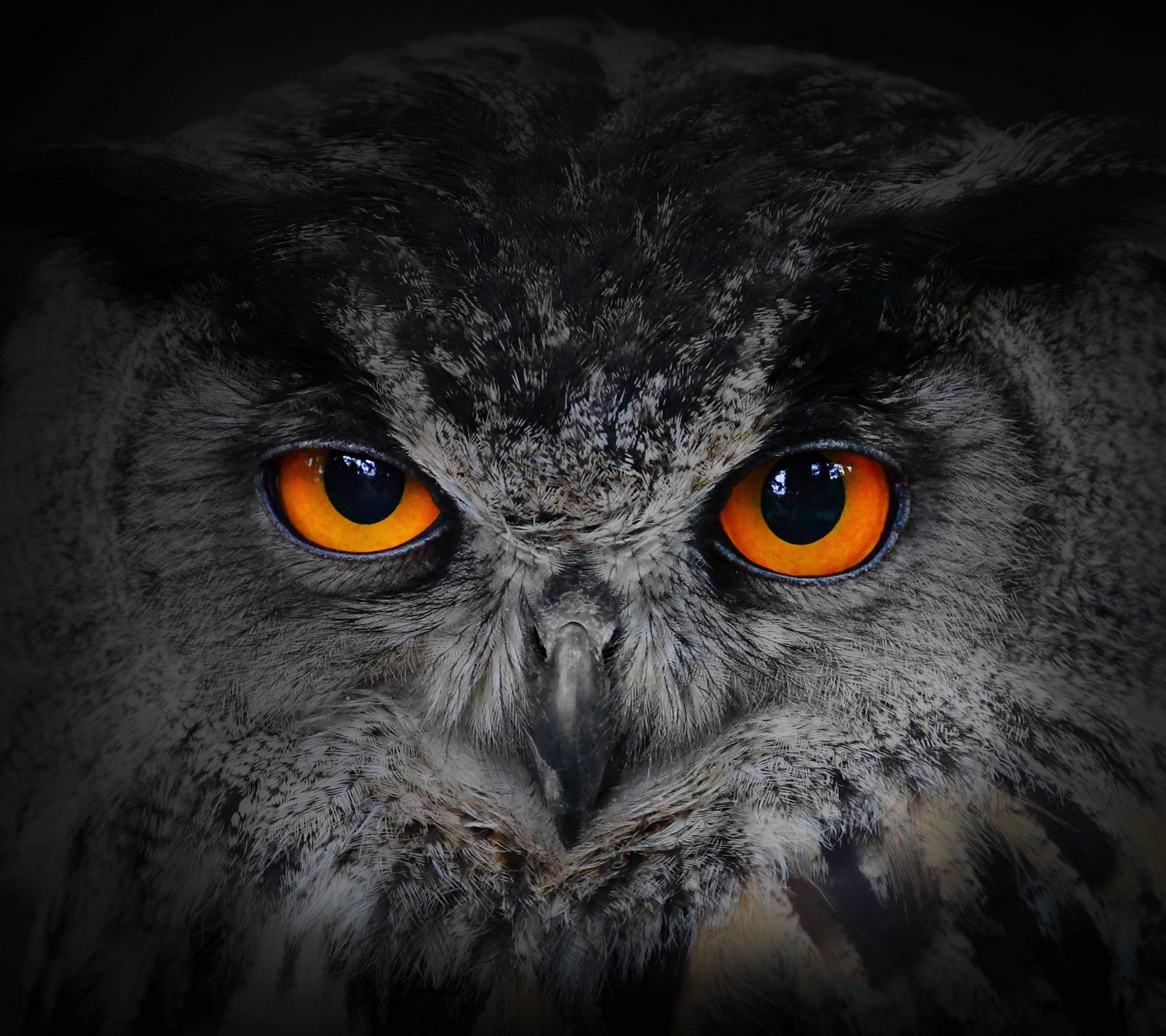 Owl Wallpaper For Android