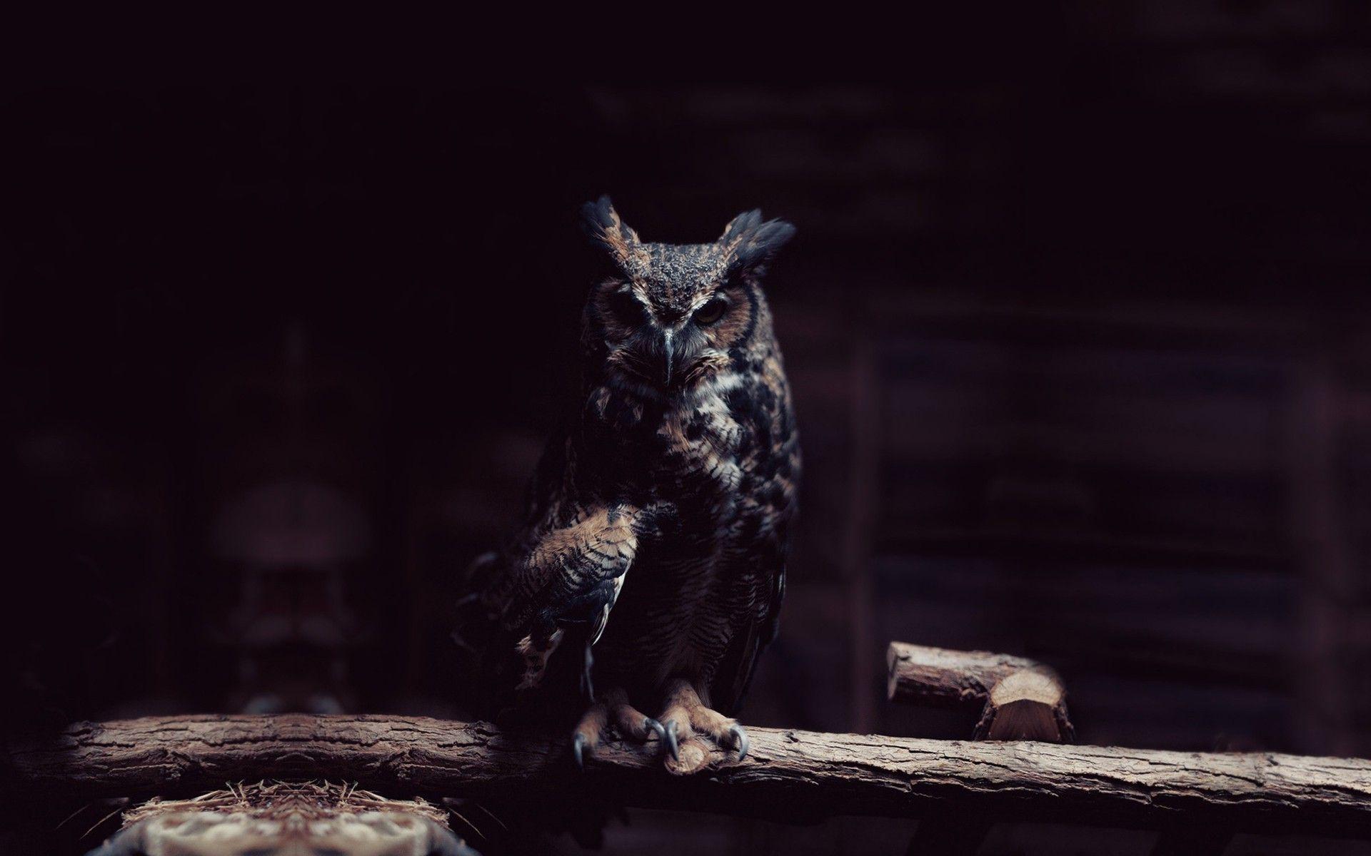 Dark Owl Wallpaper