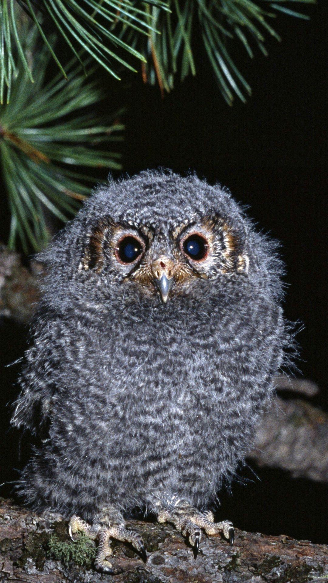 Wallpaper.wiki Cute Baby Owl Gallery For Android PIC WPB001741