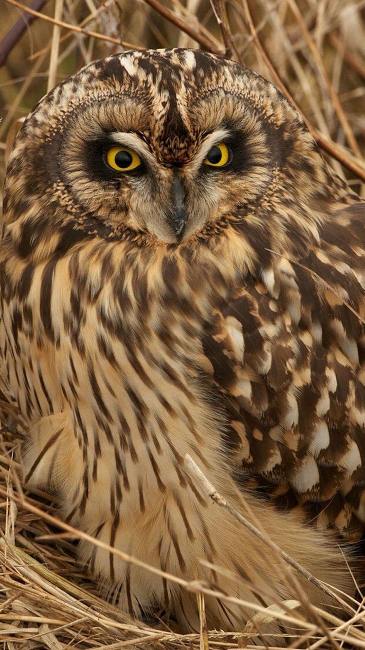 Brown Owl wallpaper for #iPhone and #Android wallzapp.com