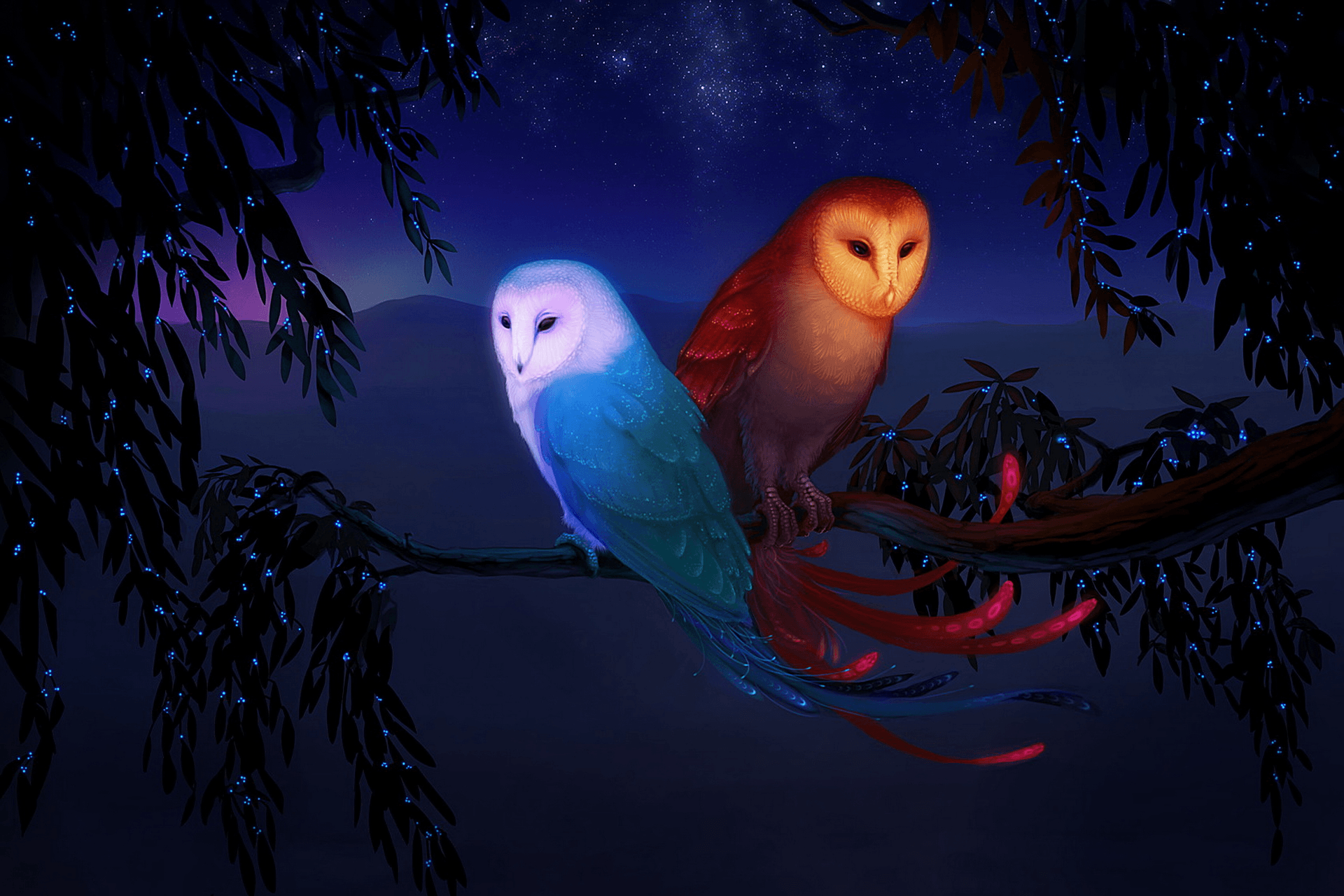 Owl HD Wallpaper and Background