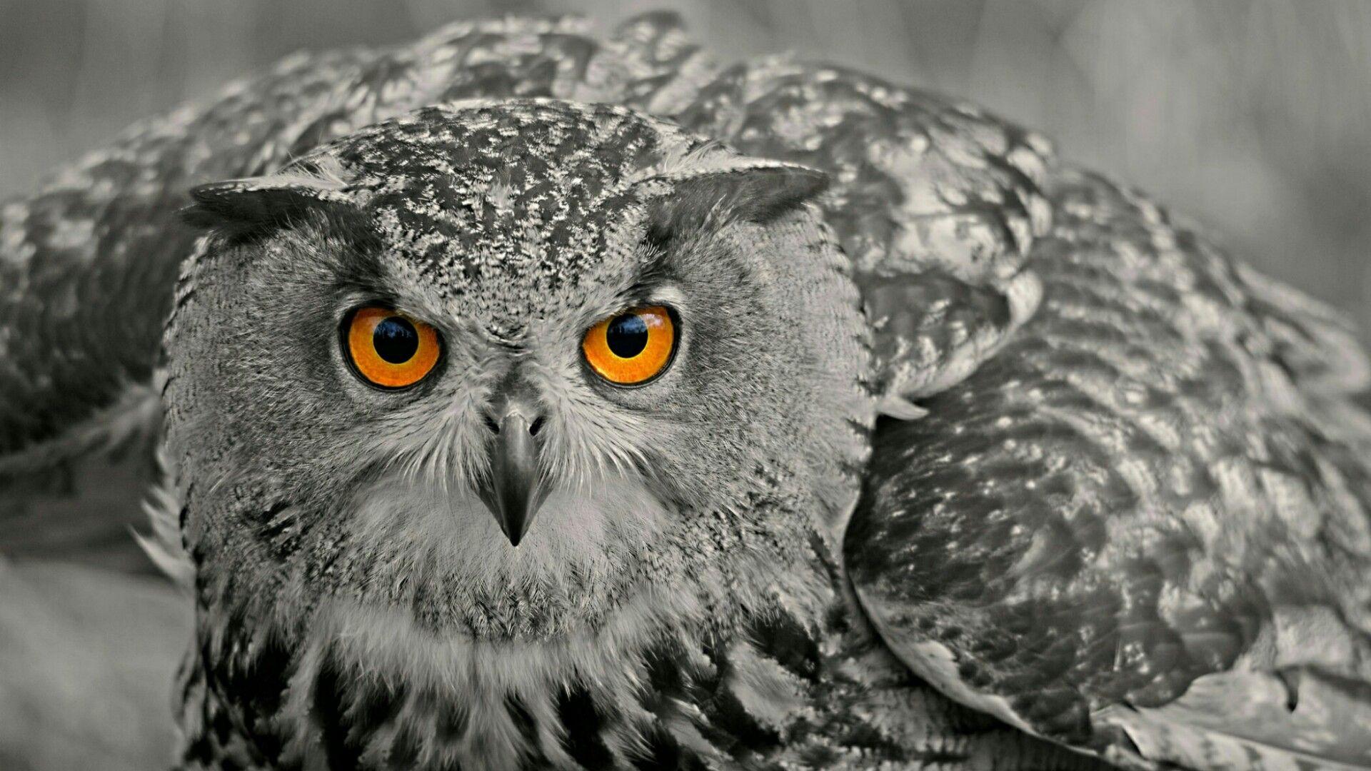 Monochrome Owl Wallpaper. Wallpaper Studio 10. Tens of thousands