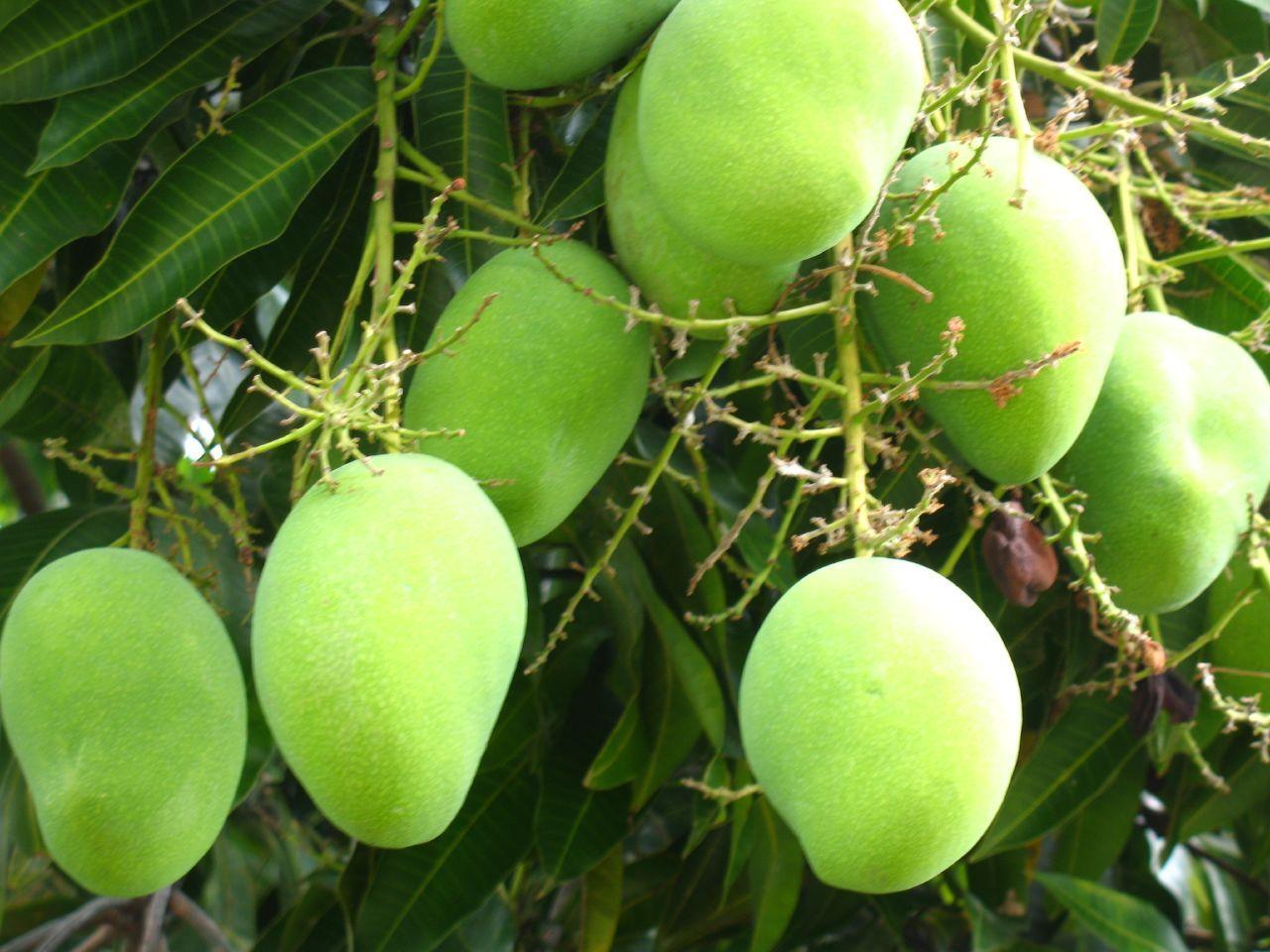 Mango treatment plant opens in Pakistan