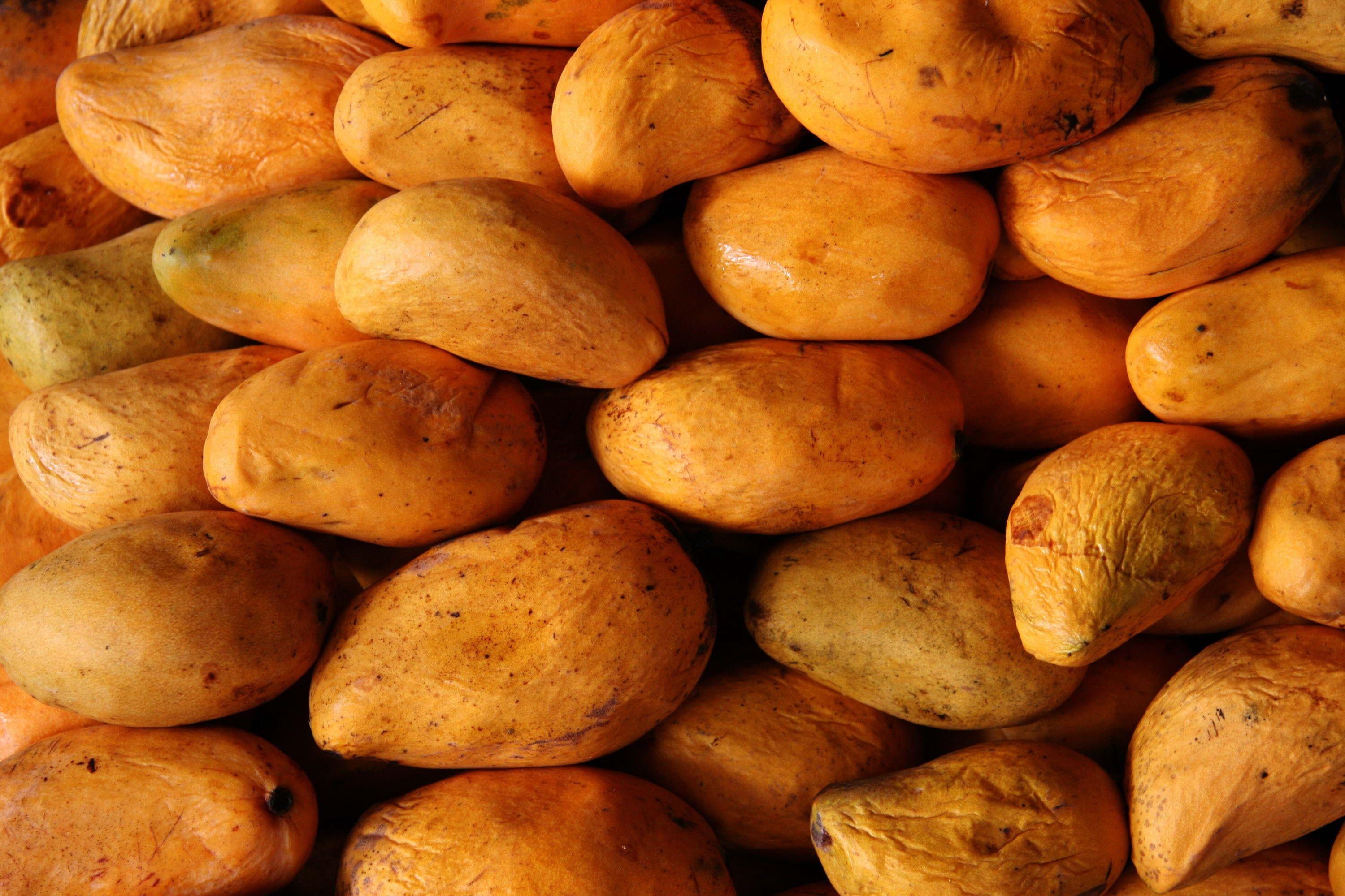 Yellow mangoes HD wallpaper
