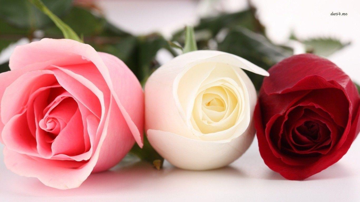 whiten and red flowers picture. Pink, white and red roses