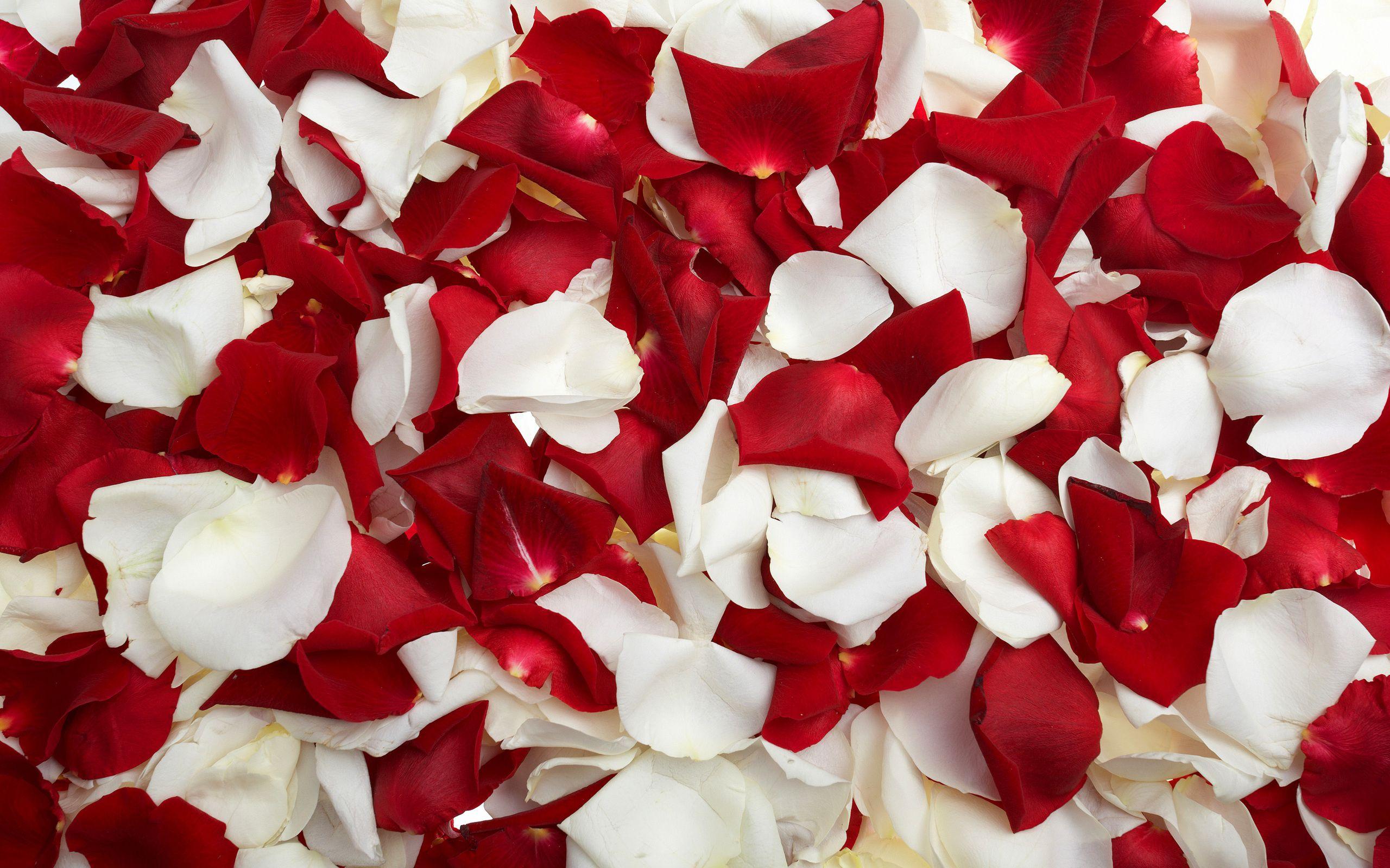 Red and White Roses, High Definition, High Quality