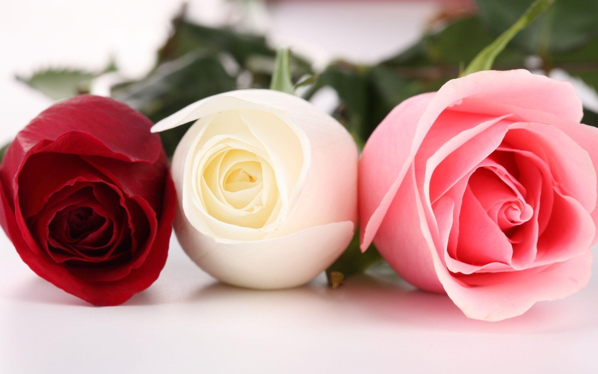 Pink and Red Roses. Wallpaper: Red white pink HD wallpaper