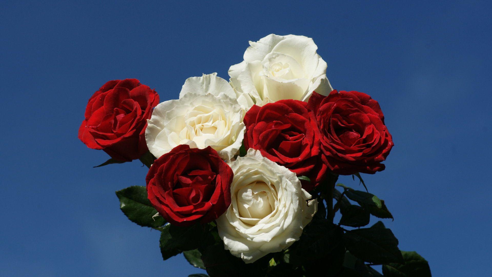 Red And White Rose Desktop Wallpaper 08055