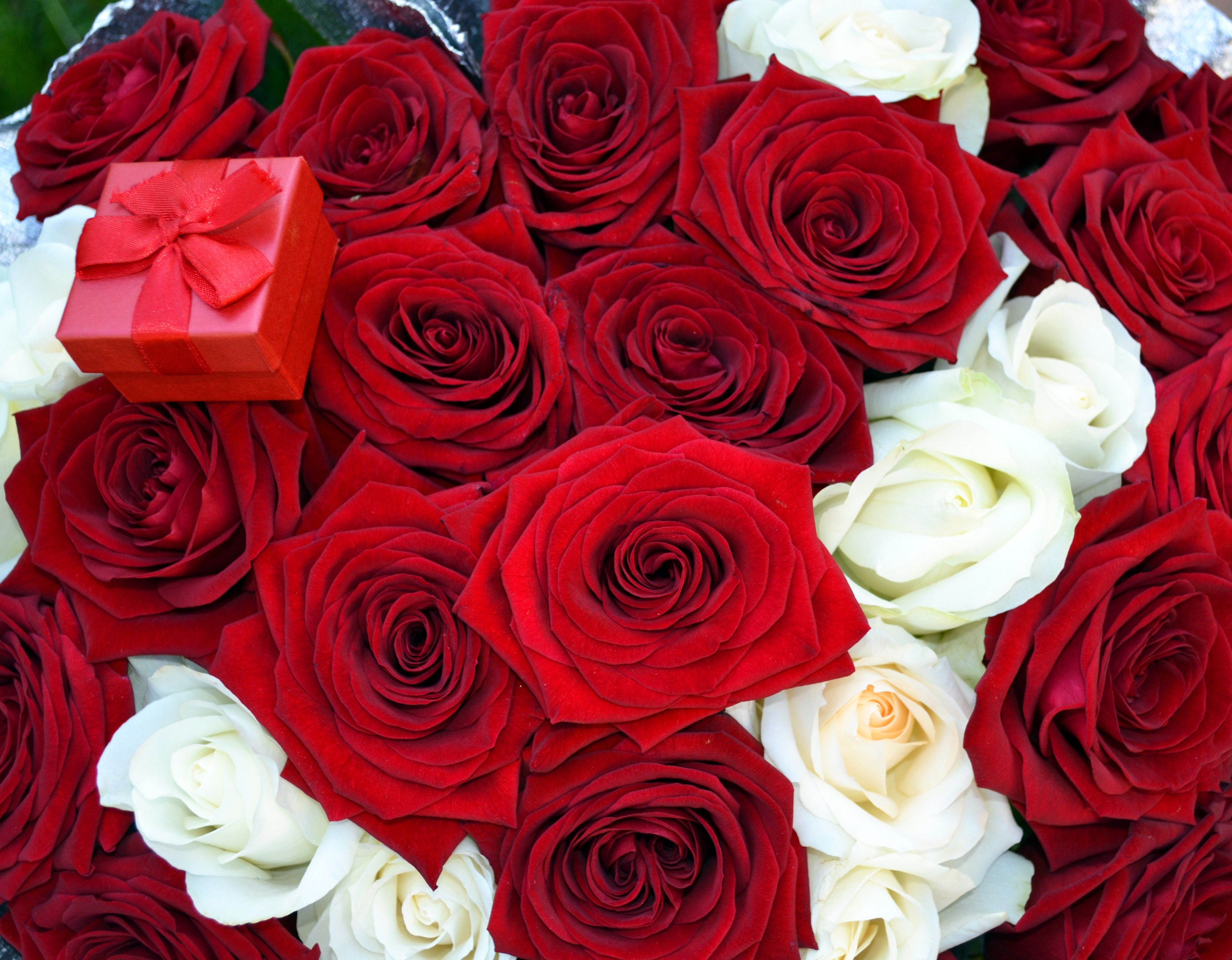 Flowers: White Red Roses Flowers Gift Box Flower Wallpaper iPhone 5