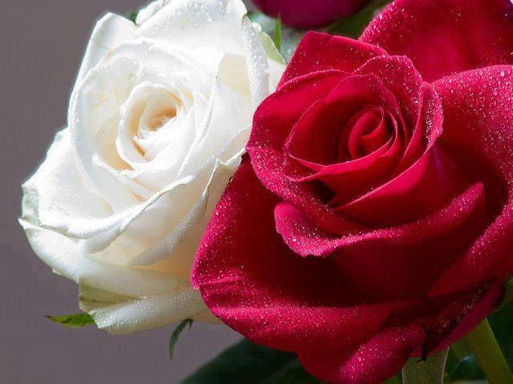 gaeroladid: White And Red Rose Image