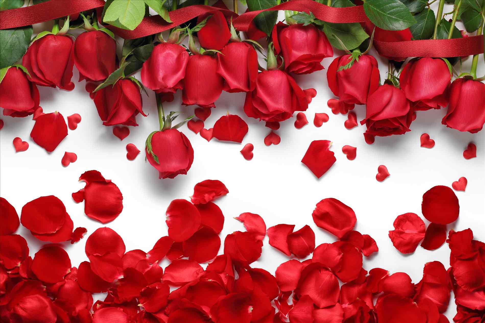 Wallpaper Rose White Background Of Red Roses Petals And Photo With