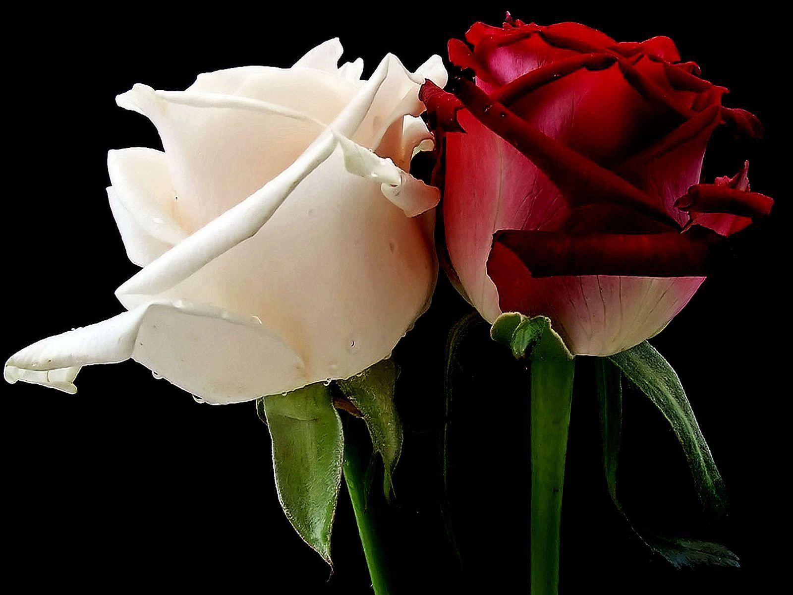 Red And White Rose Bouquets.. red and white roses, especially
