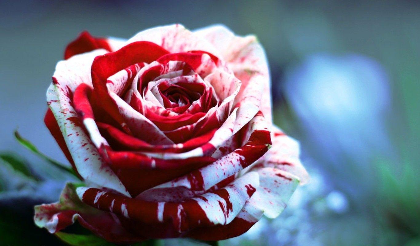 Red And White Rose Wallpaper HD