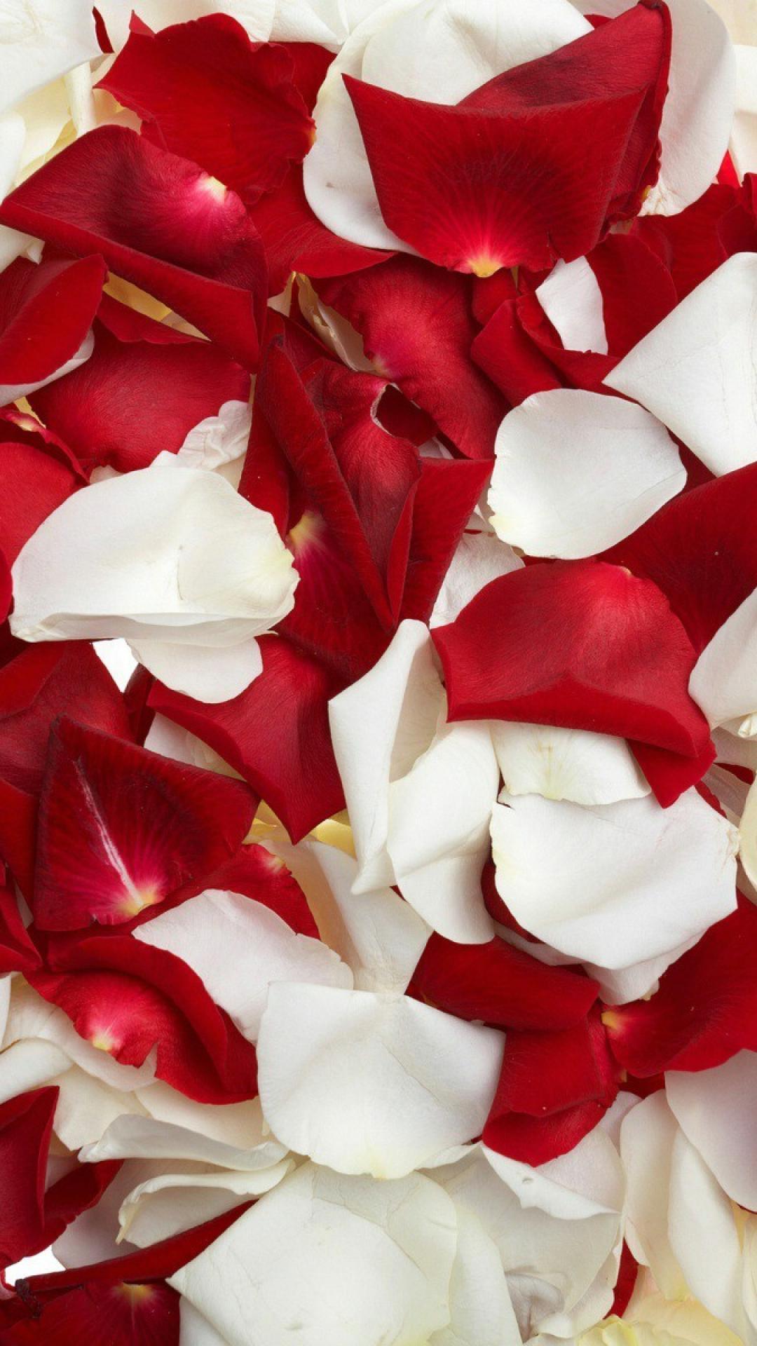 Red white rose petals wallpaper