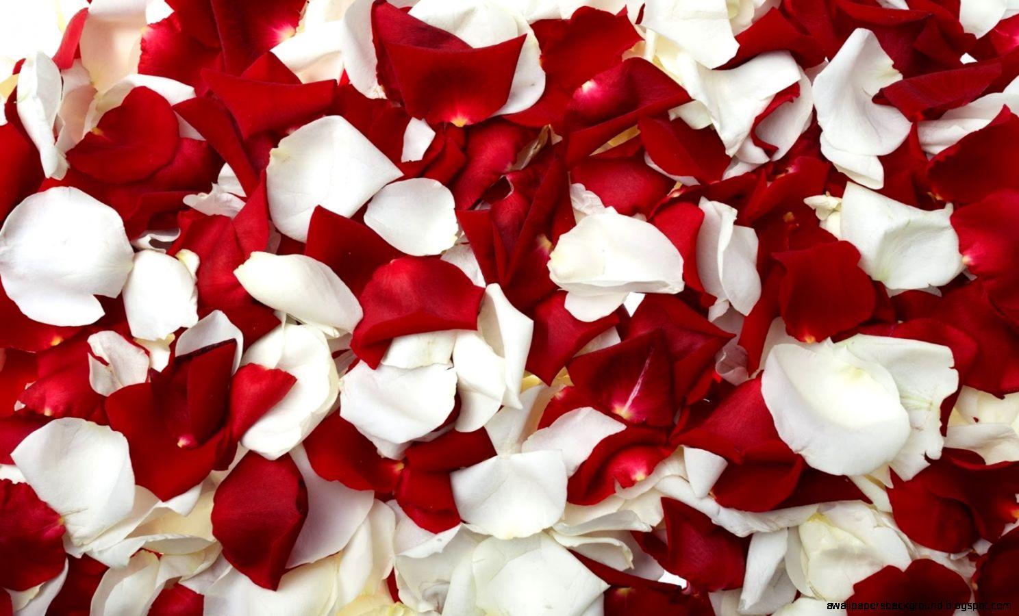Red And White Roses Wallpaper