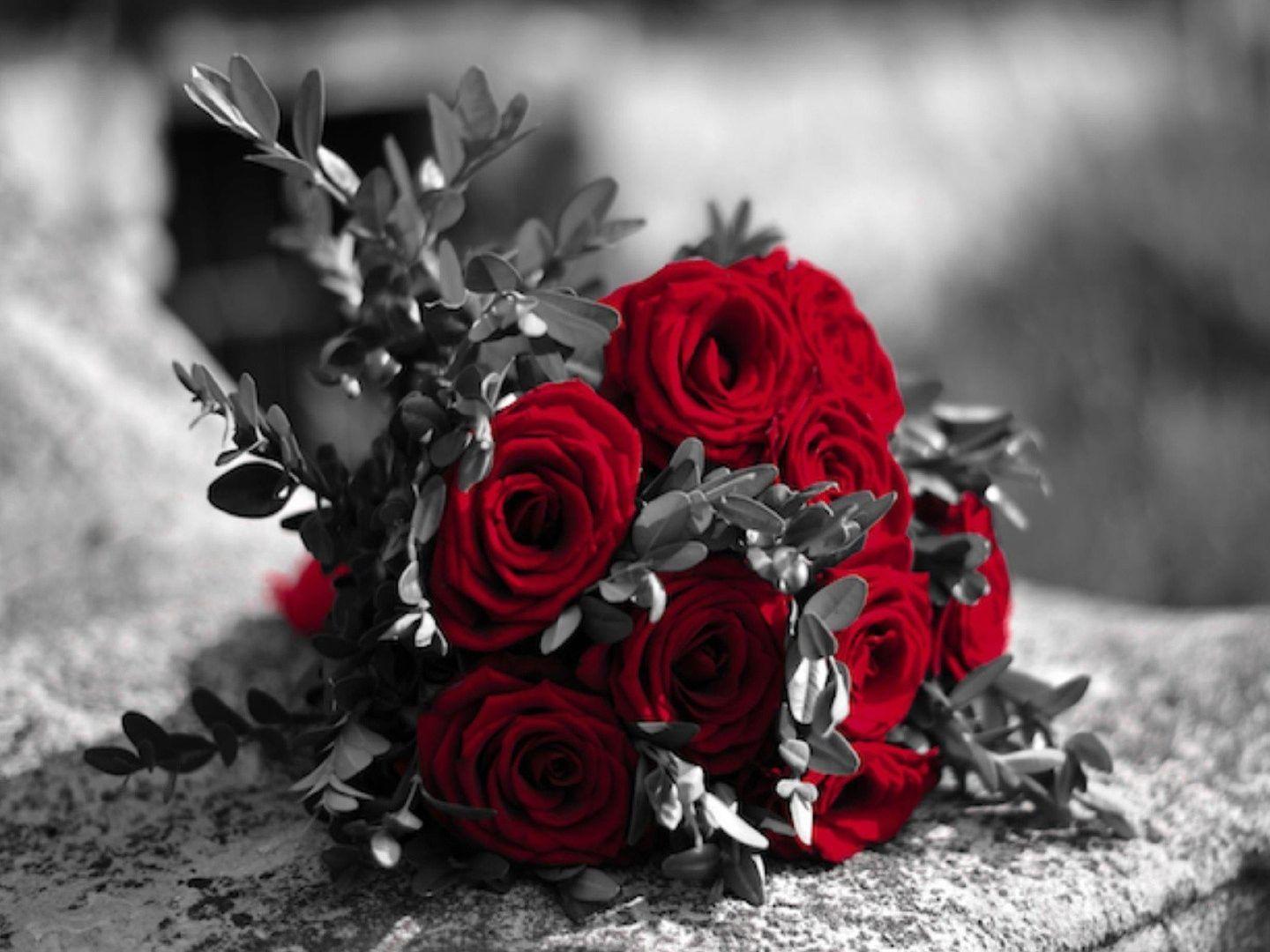 Flowers: Roses Red Black White Rose Wallpaper For Desktop for HD 16