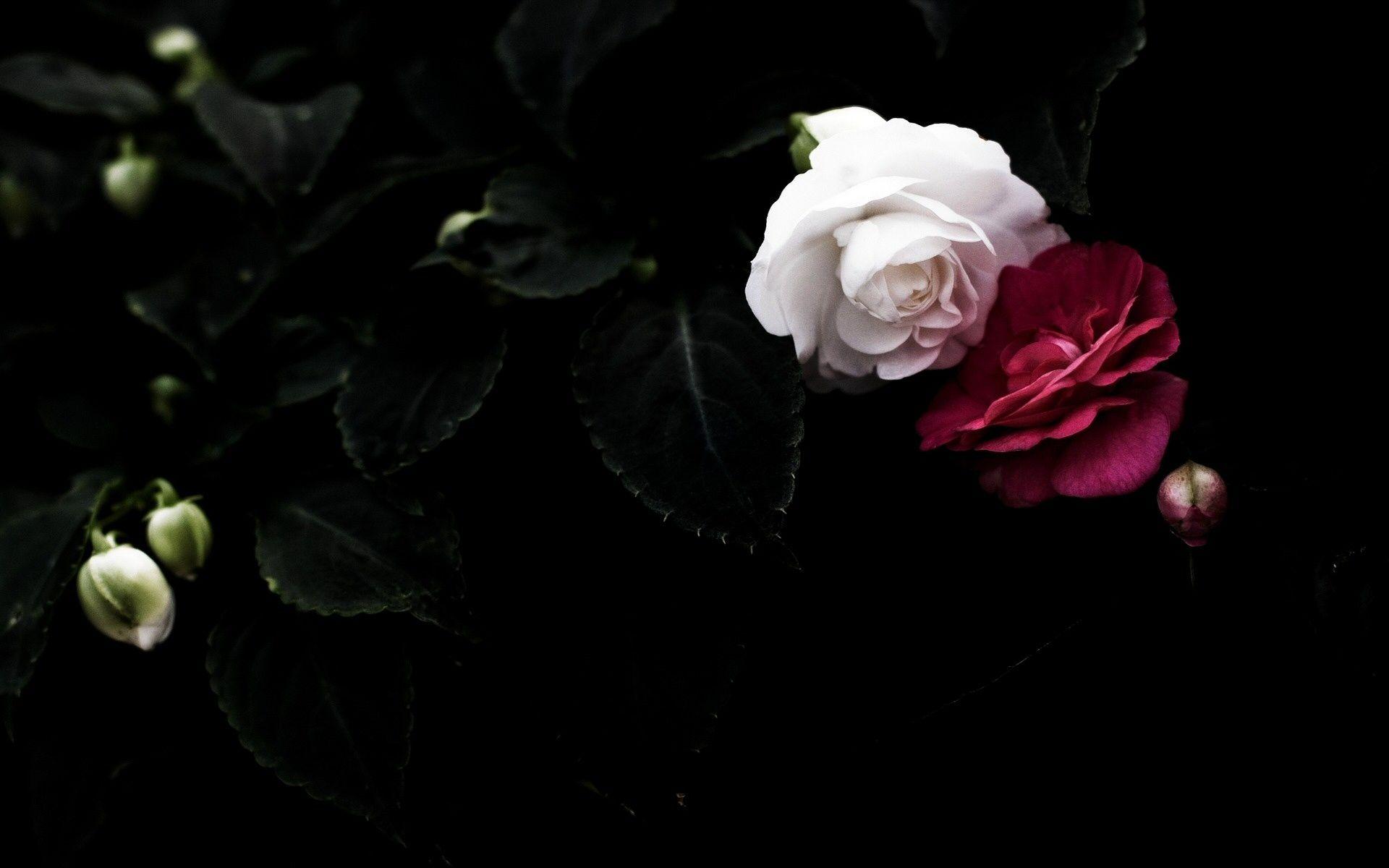 dongetrabi: Black And White Red Rose Wallpaper Image