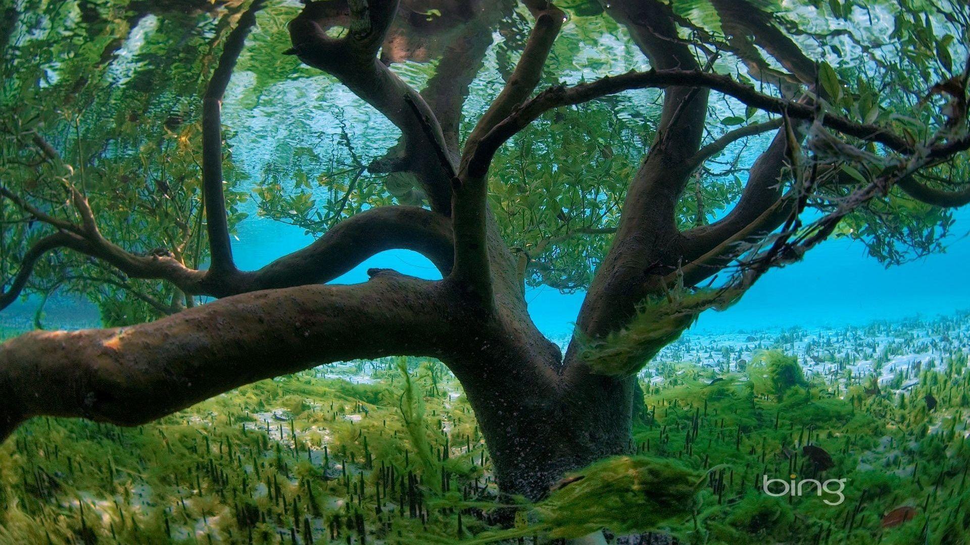 Trees: Trees Plants Seychelles Bing Underwater Branches Samsung