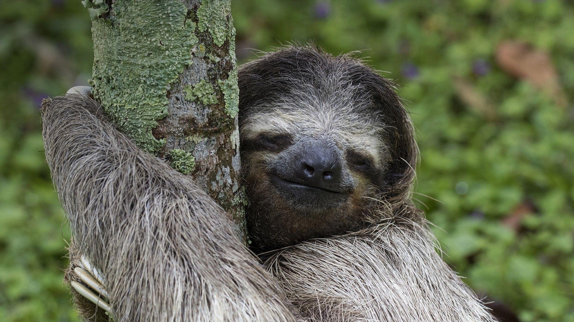 Group of Windows 10 Sloth Wallpapers